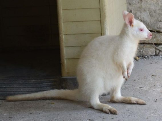 кенгуру албинос зоокът Павликени